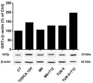 Figure  III.9  – GSTp levels are altered in the presence of TUDCA in N2a cells.  N2a  cells  were  cultured  and  treated with MPP +  and/or TUDCA  as well as tunicamycin alone or with TUDCA as previously described in Methods