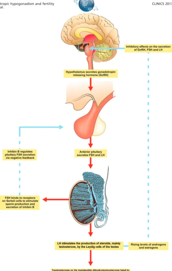 Figure 1 - A schematic representation of the components of the hypothalamic-pituitary-testicular axis and the endocrine regulation of spermatogenesis