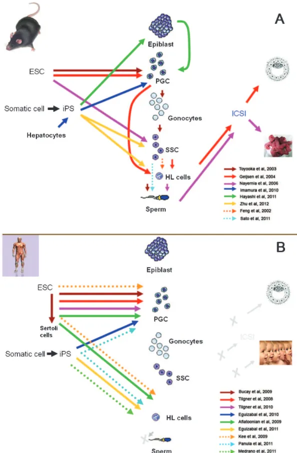 Figure 3 - Recent advances in the derivation of germ cells / gametes from ES cells and iPS cells in mouse models (A) and in humans (B).