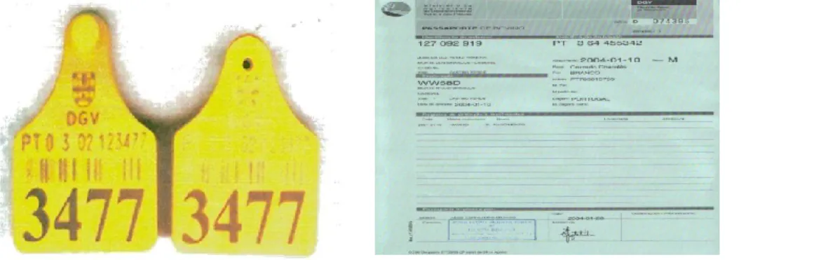 Figura II.6.   Marca auricular e passaporte de bovinos; Fonte: Vieira (2010). 