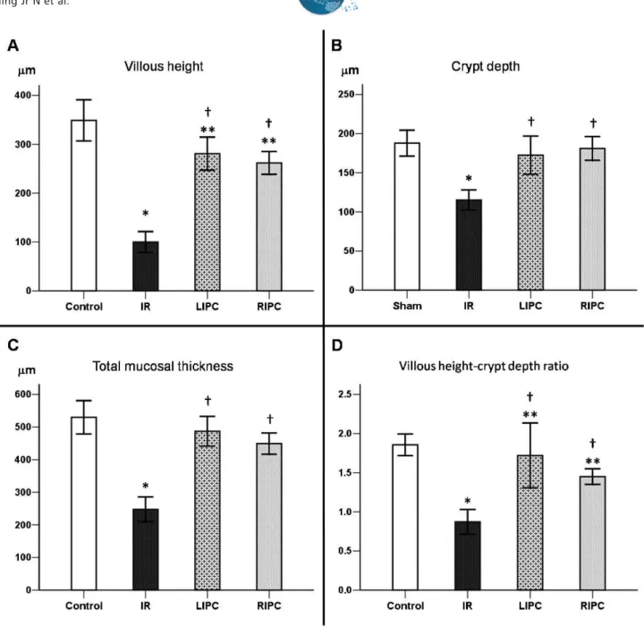 Figure 2 - Histomorphometric analysis of the small bowel demonstrating villous height (A), crypt depth (B), total mucosal thickness (C), and villous height-crypt depth ratio (D) in the control, ischemia and reperfusion (IR), local ischemic preconditioning 