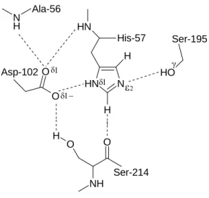 Figura 1.2 Rede de ligações de hidrogénio da tríade catalítica. 5