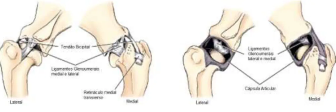 Figura 8: Ilustração dos ligamentos principais da articulação escapuloumeral, no Cão. Adaptação de Evans &amp; Lahunta, 2013