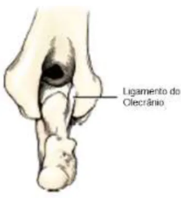 Figura 10: Ilustração do ligamento do olecrânio  da  articulação  umeroradioulnar,  no  aspeto  caudal,  em  Cão