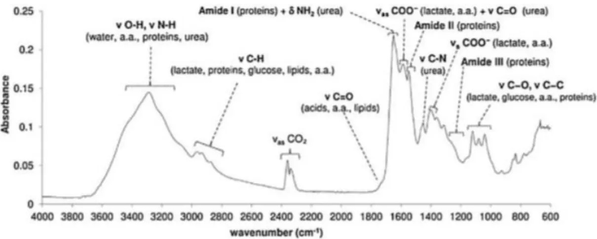 Figure 2.3 - MIR absorption spectrum with bands associated to molecular bounds  of biomolecules highlighted (Graça et al., 2013) 