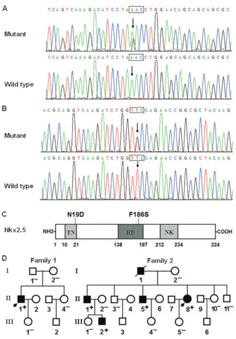 Figure 1 - Nkx2.5 mutations associated with idiopathic AF. A, Sequence electropherograms showing the c.55A.G mutation of Nkx2.5 in contrast to the control