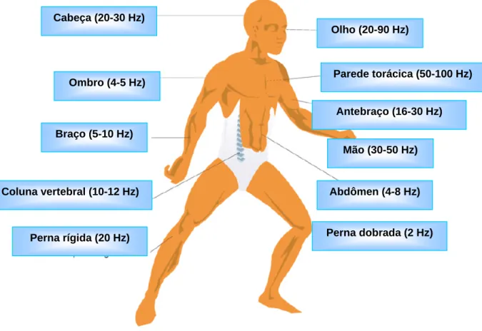 Figura 2.2- Frequências de ressonância de diferentes partes do corpo humano (Vendrame; Pianelli,  2004)