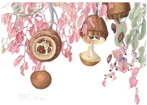 Figura  2  –  Figura  do  fruto  da  sapucaia  (Lecythis  pisonis,  Camb.),  ainda  na  árvore, mostrando as folhas rosa e flores roxas características da sapucaia na  primavera (Margherita Leoni, 2004)