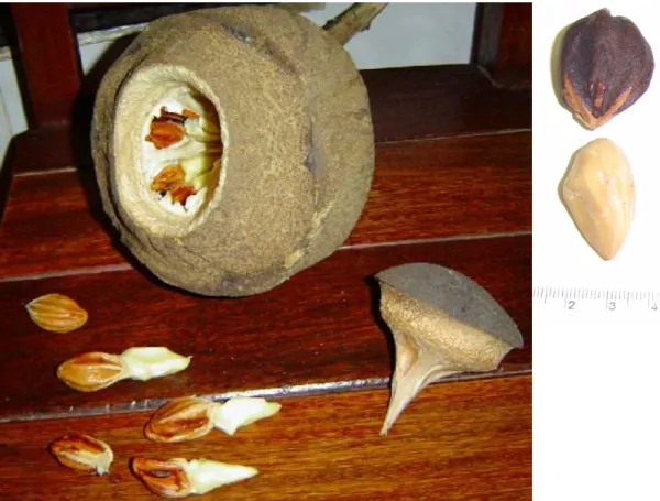 Figura 3 – Fruto maduro da sapucaia (Lecythis  pisonis, Camb.), mostrando o  opérculo  aberto,  a  polpa  e  as  amêndoas  em  seu  interior  (Árvores  do  Brasil,  2006)