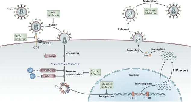 Figure 2 - HIV-1 Replication Cycle and cART. Adapted from: Barré-Sinoussi F, Ross AL, Delfraissy J-F