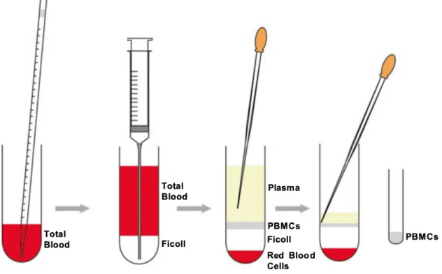 Figure 7- Schematic illustration of how to prepare the density gradient for isolation of PBMCs from blood and where  in the gradient the PBMCs are found after centrifugation