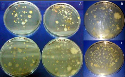 Figure 3.1.1: Nutrient Agar Plates showing an example of the high microbial diversity observed in samples  of enriched OMW from Jordan [A], dilutions at 10 -5  (on the left) and 10 -4  (on the right)