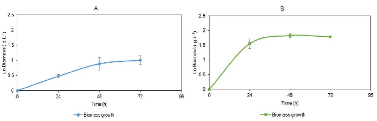 Figure 3.3.3: Biomass growth of: A – 11-T and B – PT OMW 3, in synthetic medium with 0.5 g.L -1  olive oil