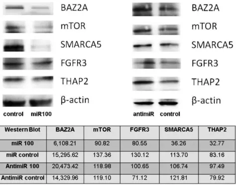 Figure 3 - mTOR, FGFR3, THAP2, SMARCA5 and BAZ2A protein expression in DU145 prostate cancer cells, as evaluated by wester blotting, after exposure to miR-100.