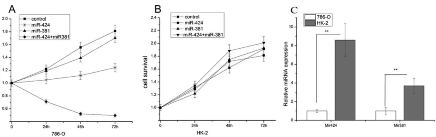 Figure 3C shows that there was a marked decrease in WEE1 activity following the transfection of 786-O cells with a combination of miR-381 and miR-424 compared with the control