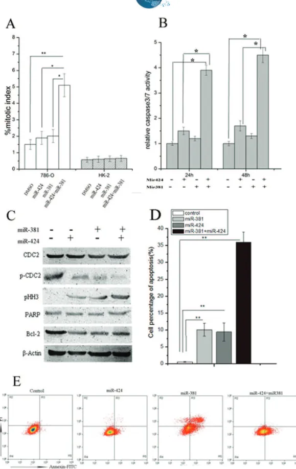 Figure 2 - MiR-381 and miR-424 synergistically promoted mitotic entry and induced apoptosis