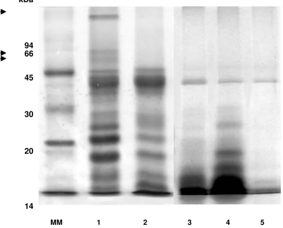 Figure 1. SDS-PAGE of globulins and glutelins in kernels of bocaiúva, Acrocomia aculeata (Jacq.) Lodd
