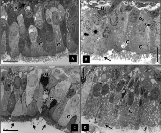 Figure 4 - A) Control group. B) LPD group (after 24 hours of ischemia): Preserved ciliary density