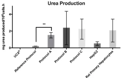 Figure   11.   Urea   production   of   differentiated   UCX®   at   day   24   and   of   undifferentiated   UCX®   cells   (negative   control),    in   HepG2   and   ratPHep   (one   day   after   isolation)   (positive   control)   in   2D   culture   