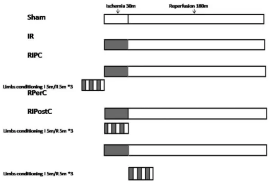 Figure 1 - Animal experimental protocols and grouping.