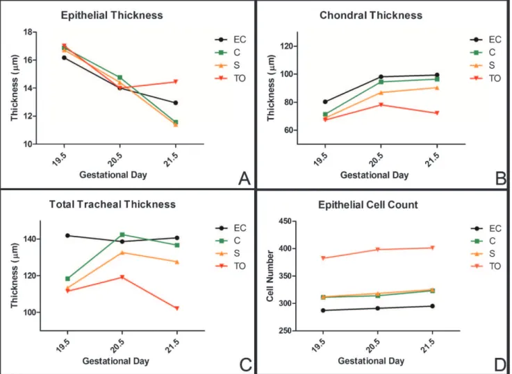 Figure 4 - Photomicrographs of tracheal sections from the four studied groups (EC, C, S and TO) on GD 21.5 showing increased epithelial thickness and decreased chondral thickness in the TO group