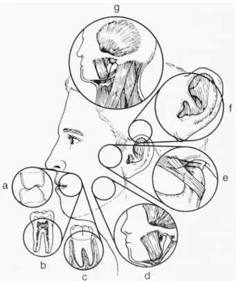 Figura 2: Sintomas de colapso estrutural: (a) desgaste dentário, (b)  pulpite, (c) mobilidade  dentária,  (d)  dor  na  musculatura,  (e)  dor  na  articulação  temporomandibular,  (f)  dor  no  ouvido, (g) dor de cabeça