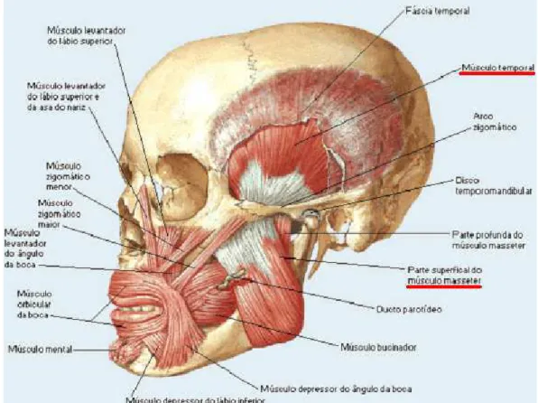 Figura 3: Visualização dos músculos da face  Fonte: http//www.miologia.hpg.ig.com.br  2.1.2) ATM (articulação têmporomandibular) 