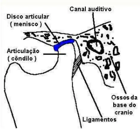 Figura 4: Estruturas da ATM  Fonte: http//www.noergologia.com.br  2.2) Oclusão 