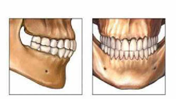Figura 6: Esquematização das estruturas dentais  Fonte: http//www.colgate.com 