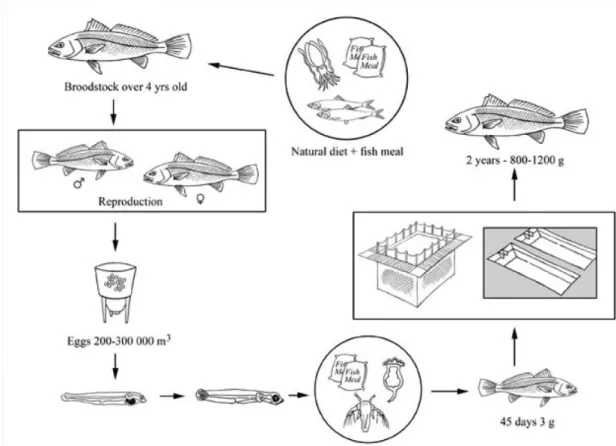 Figure 1.2 – Production cycle of meagre. In Monfort (2010). 