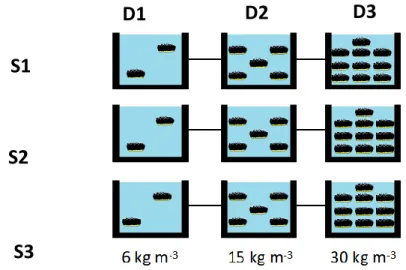 Fig 3.2.2 - Schematic representation of the trial settings for H. forskali along the different RAS (designated as  S1, S2 and S3) and in accordance with their respective densities (designated as D1, D2 and D3)