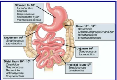 Figura 1: Composição microbiana do trato gastrointestinal humano. Retirado de (Costello et al., 2009; 