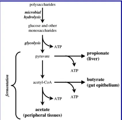 Figura 5: Fermentação bacteriana no intestino - produção de ácidos graxos de cadeia curta