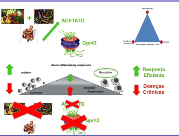 Figura 8: Microbiota, dieta e sistema imune: um diálogo constante via ativação do Gpr43