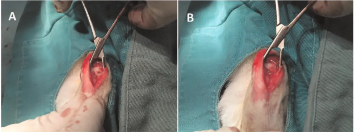 Figure 1 - Chondral injury before (A) and after (B) platelet gel application (source: personal file).