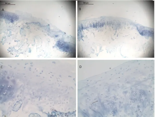 Figure 4 - Histological view of rabbit 21 microscopic samples, stained with toluidine blue (46zoom)