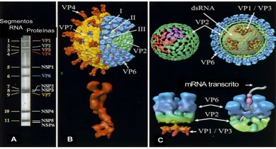 Figura 1. Estrutura tridimensional da partícula de Rotavirus A. A – Eletroforese em gel  de  poliacrilamida  mostrando os  11  segmentos  do  dsRNA  formando  o genoma  viral  (neste exemplo SA-11) e as proteínas codificadas por cada um desses segmentos