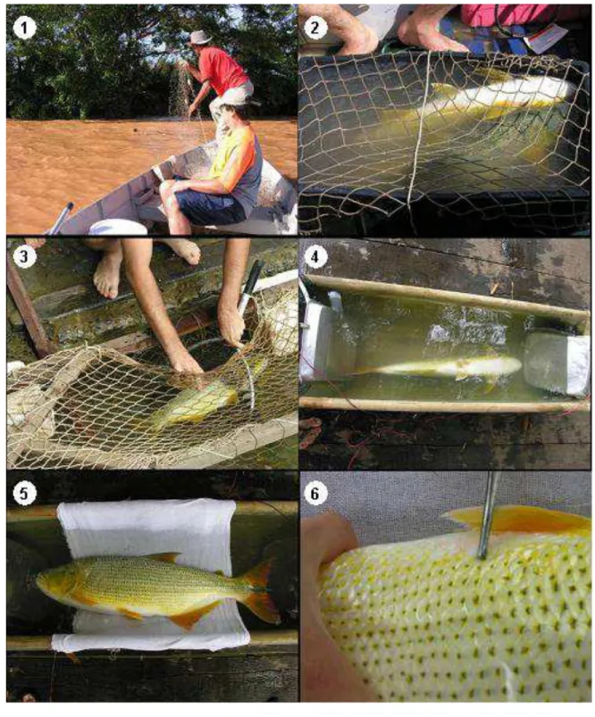 Figura  3:  Procedimentos  de  captura  e  marcação  dos  dourados  (1:  captura  com  caceia,  2: 2 