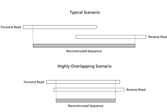 Figure 2.2: Paired-end reads overlap merging (from (Masella et al., 2012))