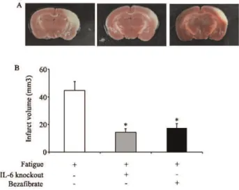 Figure 4A shows representative photographs of coronal sections of mouse brains after MCAO