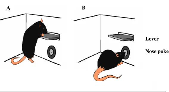 Fig4  –  Diagram  of  the  lever  and  nose  poke  behavior.  A-  Illustration  of  lever  press  behavior