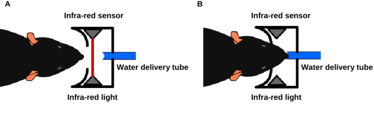 Fig5  –  Top  view  of  the  nose  poke  components.  It  consists  of  an  infra-red  light  and  sensor,  placed just before a small tube from where water is delivered