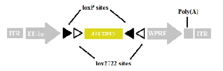 Fig7  –  Scheme  of  the  double-floxed  Cre-dependent  AAV  vector.  The  double-floxed  inverted  ChR2–YFP  coding  region  is  flanked by 2 loxP and 2 lox2722 sites,  therefore its expression is  Cre dependent