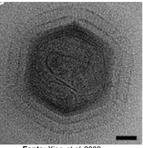 Figura 05 - Imagem de halos de nano-fibras protéicas que circundam o capsídeo  de mimivírus obtida por crio-microscopia eletrônica
