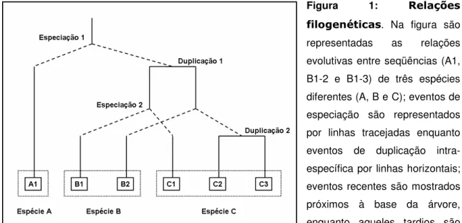 Figura  1:  $ G H .  Na  figura  são  representadas  as  relações  evolutivas entre seqüências (A1,  B1-2  e  B1-3)  de  três  espécies  diferentes (A, B e C); eventos de  especiação  são  representados  por  linhas  tracejadas  enquanto  eventos  de  dupl