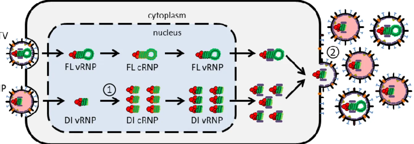 Figure  3.1|  DIP  advantage  over  STV  replication.  The  implemented  advantage  factor  results  in  an  increased  replication of DI cRNPs (1) and consequently higher numbers of DI vRNPs