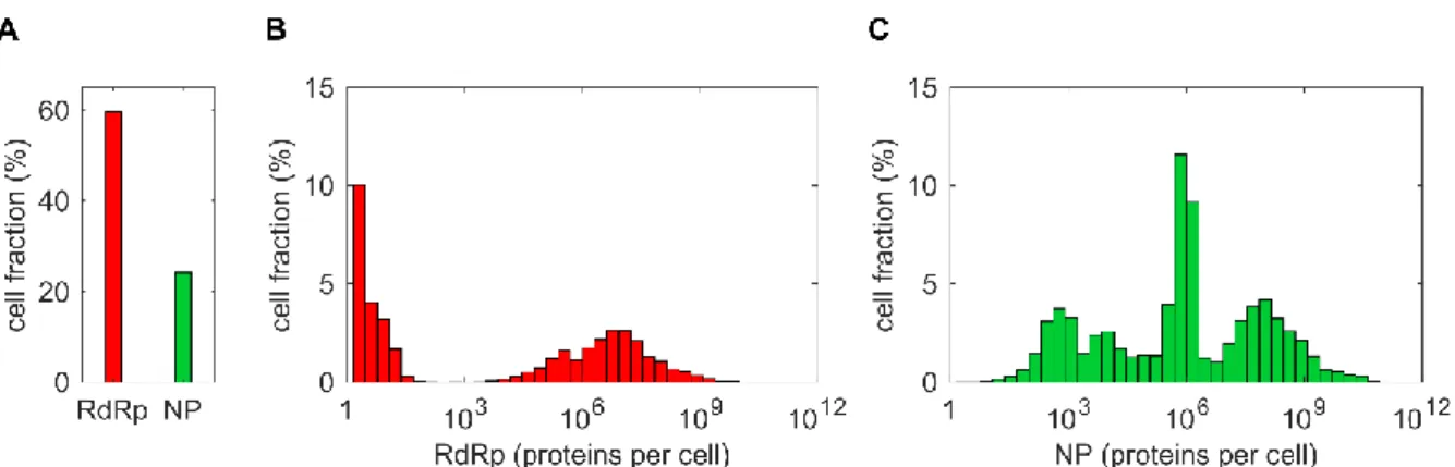 Figure 4.11 | Distributions of RdRp and NP in a MOI/MODIP 1/1 scenario. (A) Percentage of cells that do not  produce RdRp and NP