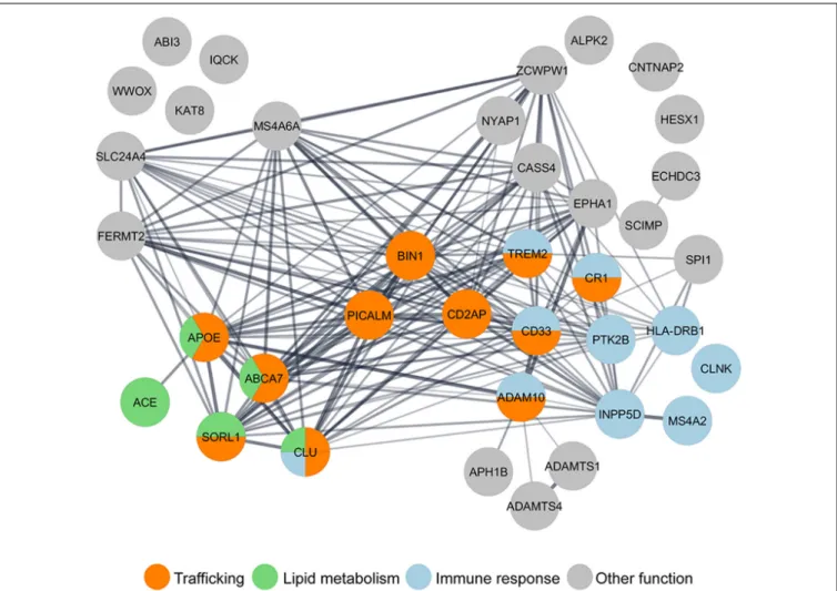 FIGURE 1 | Gene ontology (GO) analysis of LOAD risk factors reveals the enrichment of genes in the trafficking pathway