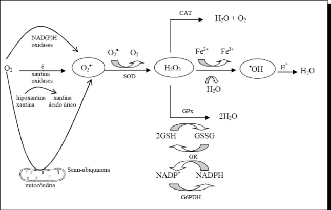 Figura 10. Vias de geração de EROs e mecanismo de defesa enzimática (51).  