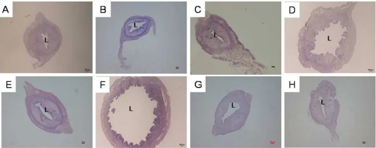 Figure 1 - Representative images of uterine sections from ovariectomised SD rats treated with (A) peanut oil (control), (B) 25G (25 mg/